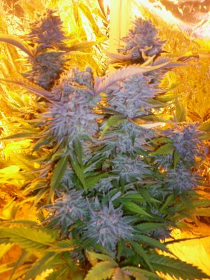 An image of Blue Mammoth