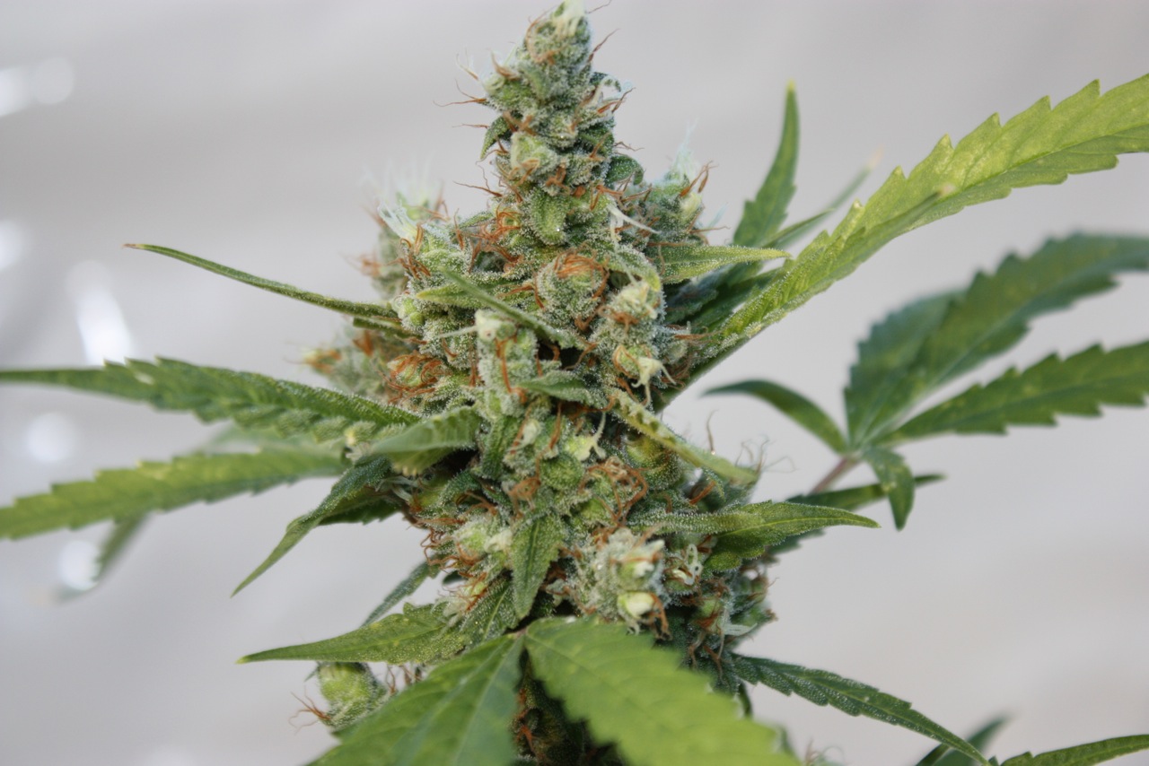 An image of CBD Blue Shark