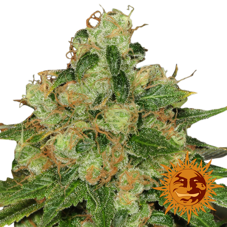 An image of CBD Caramel