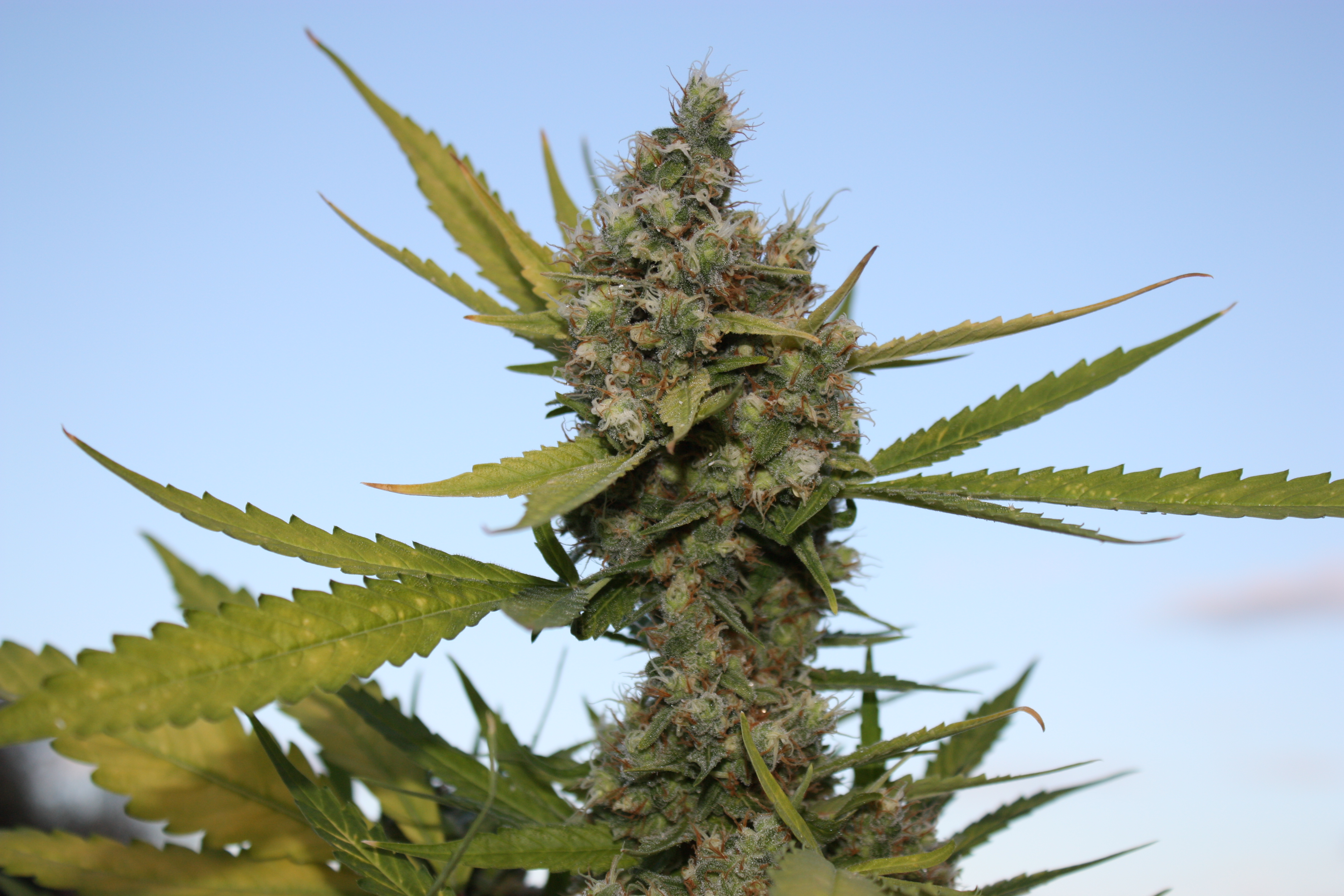An image of CBD Critical Cure