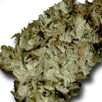 An image of Cherry Bomb