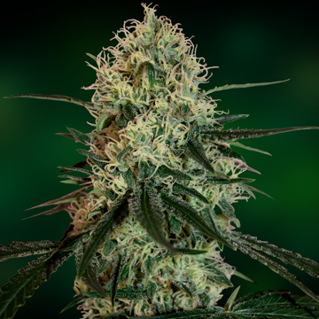 An image of Chronic Thunder
