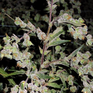 An image of Dr. Grinspoon