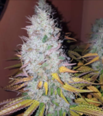 An image of Gorilla Zkittlez