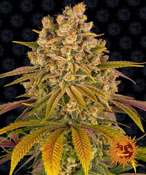 An image of Lemon Tree
