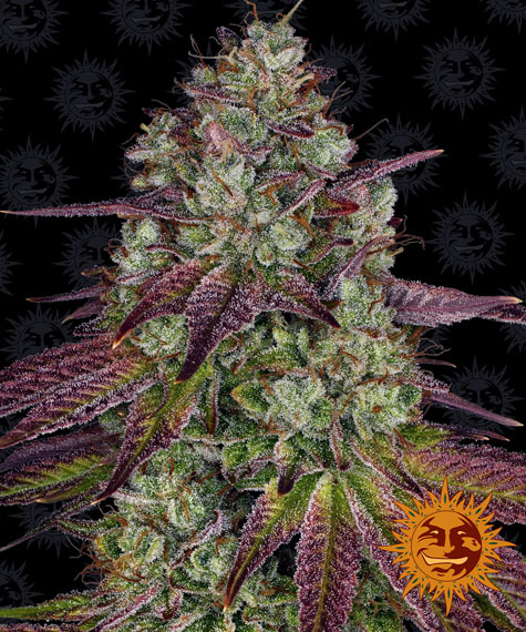 An image of Mimosa Evo