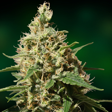 An image of Peppermint Kush