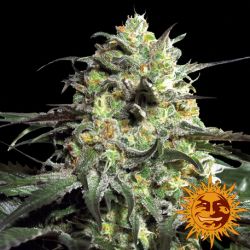 An image of Peyote Cookies