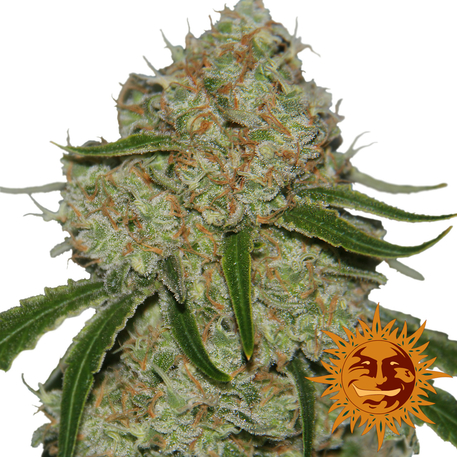 An image of Phantom OG