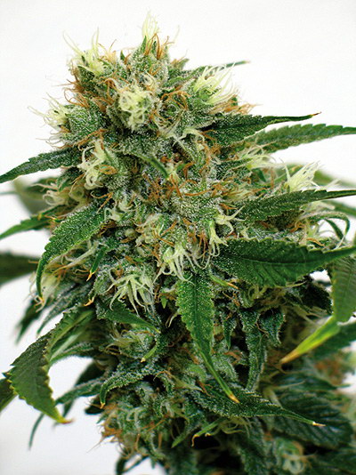 An image of Phatt Fruity