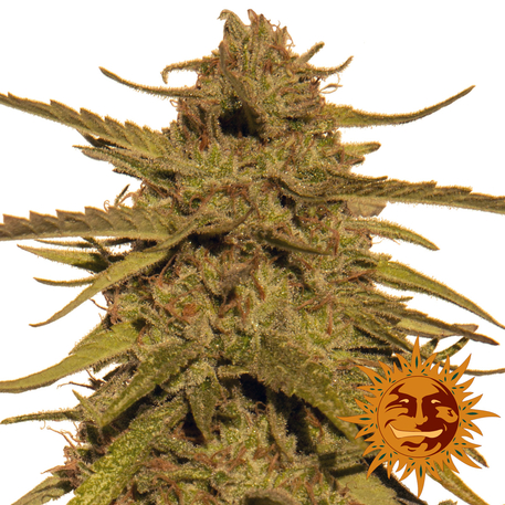 An image of Pineapple Haze
