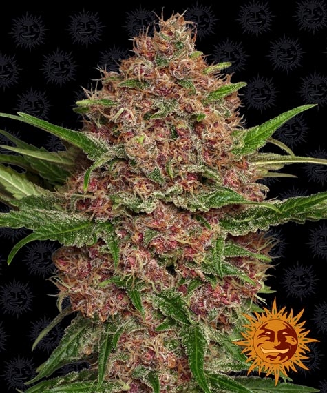 An image of Purple Punch Auto