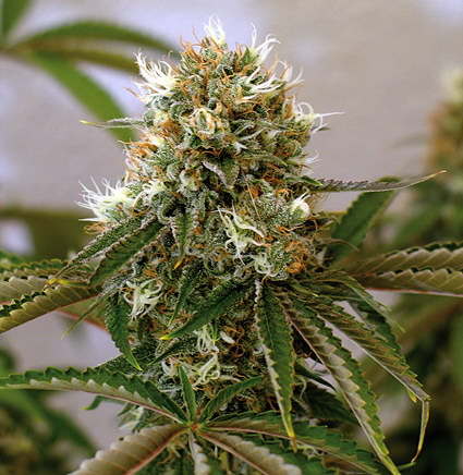 An image of Red Cherry Berry