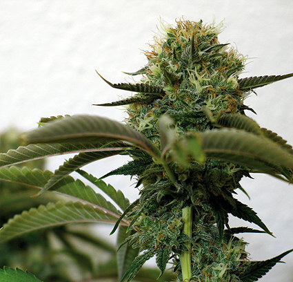 An image of Top Dawg