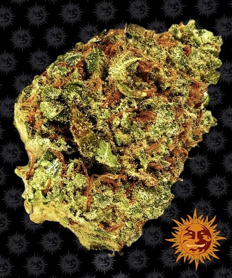 An image of Watermelon Zkittlez Auto