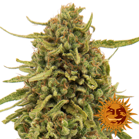 An image of Widow Remedy