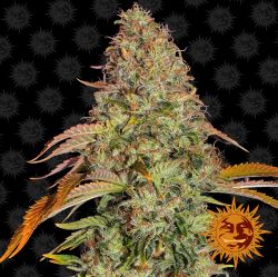 An image of Zkittlez OG Auto