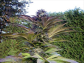 An image of Split