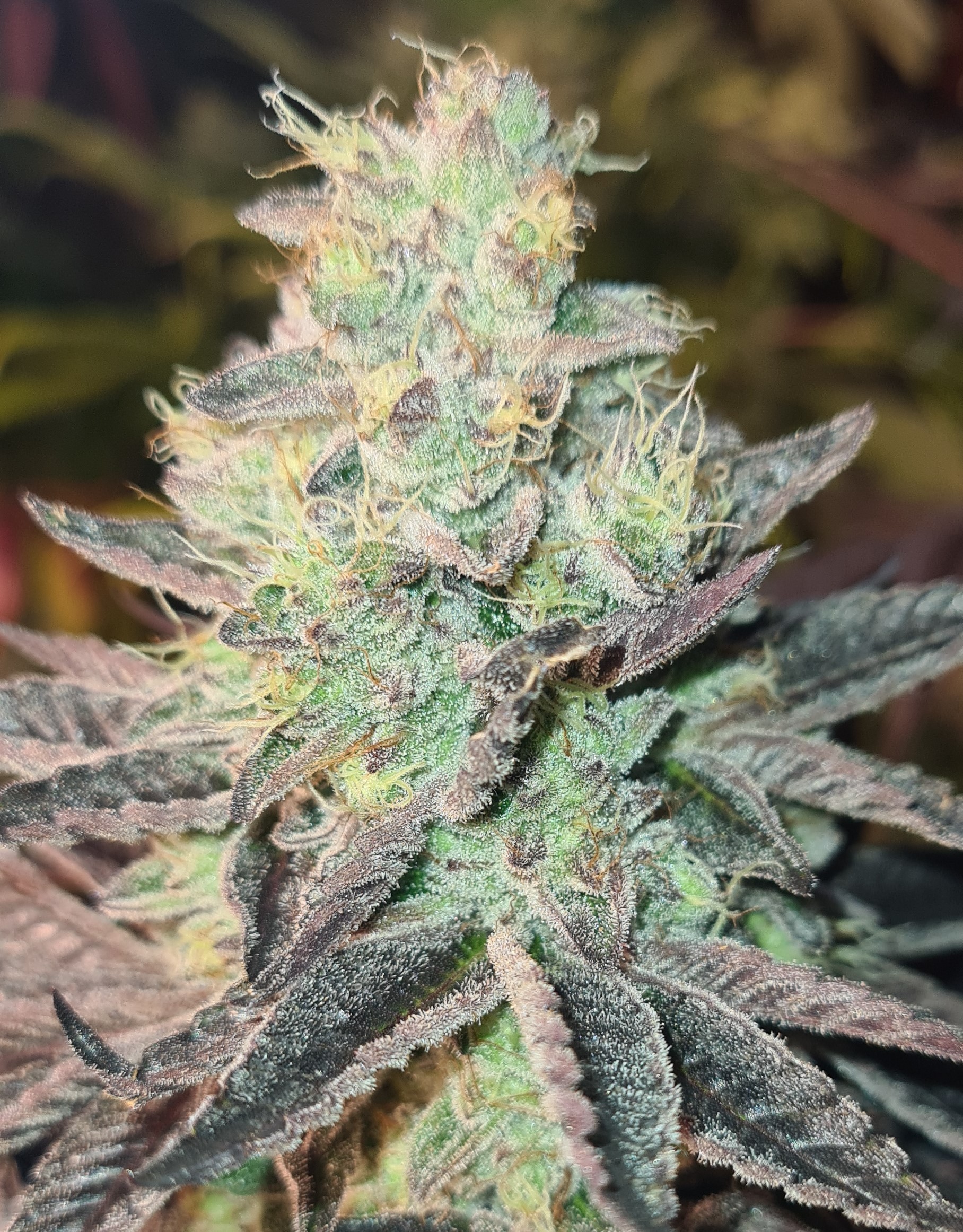An image of Smogg