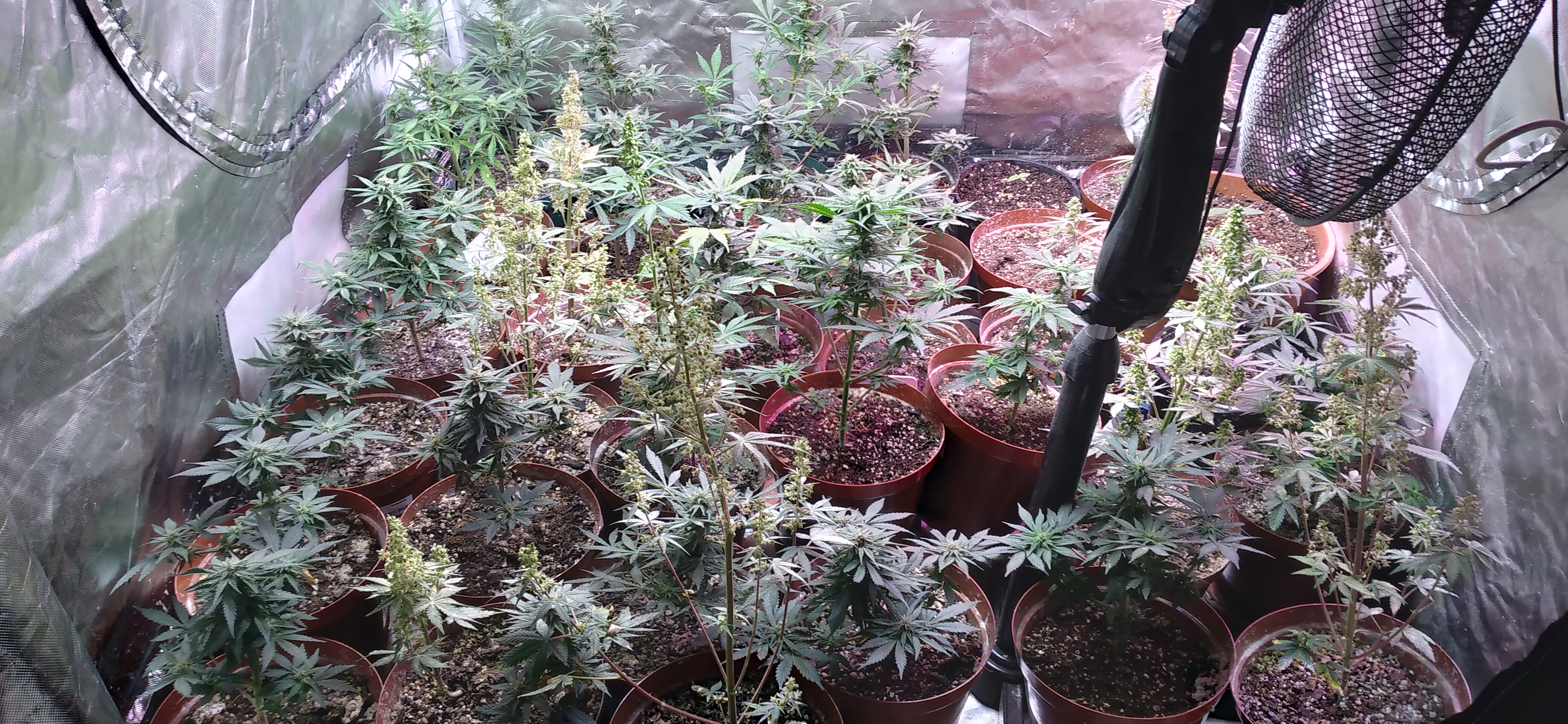 An image of Anastasia 99 Auto