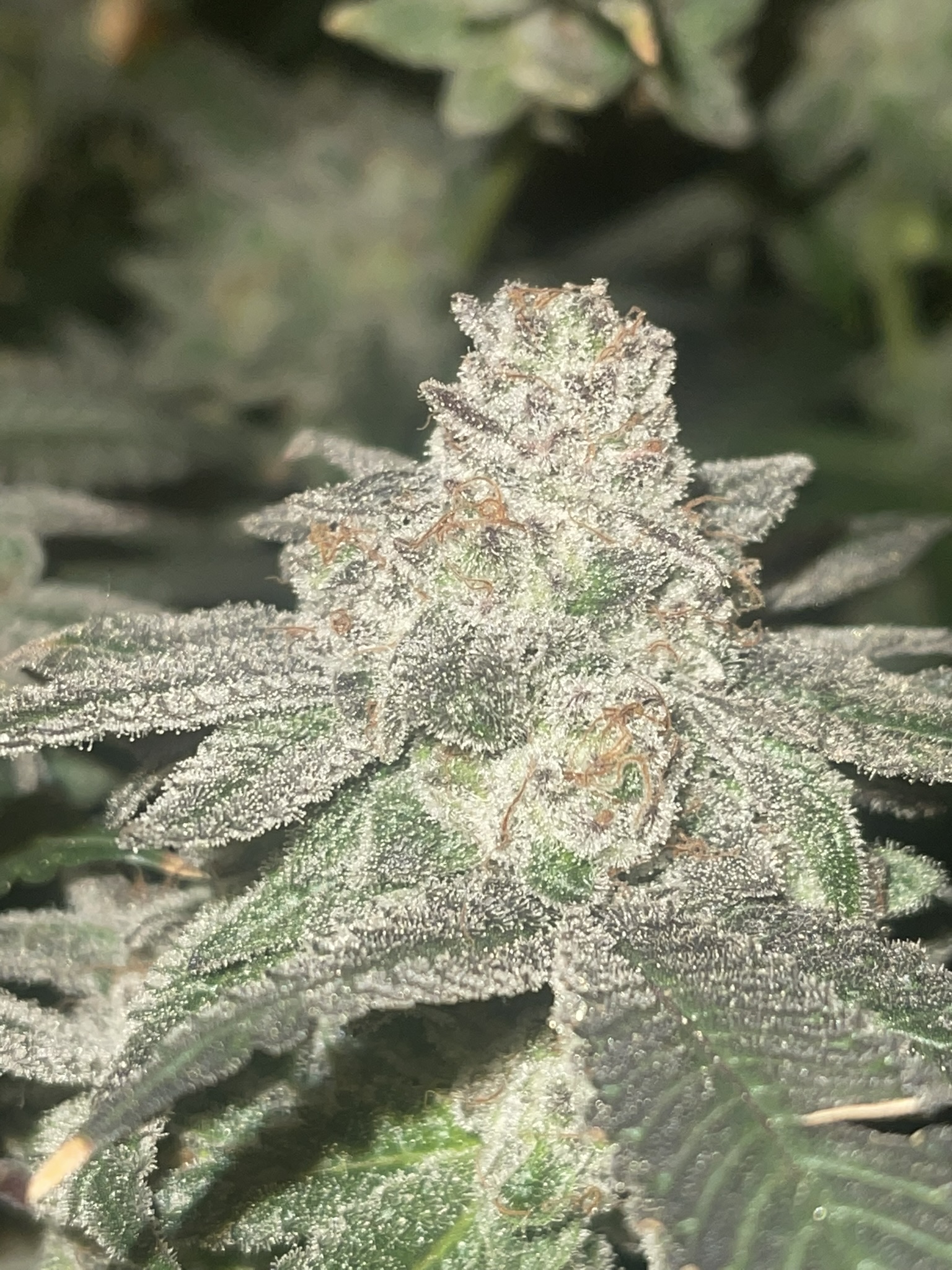 An image of Cherry Inferno Breath