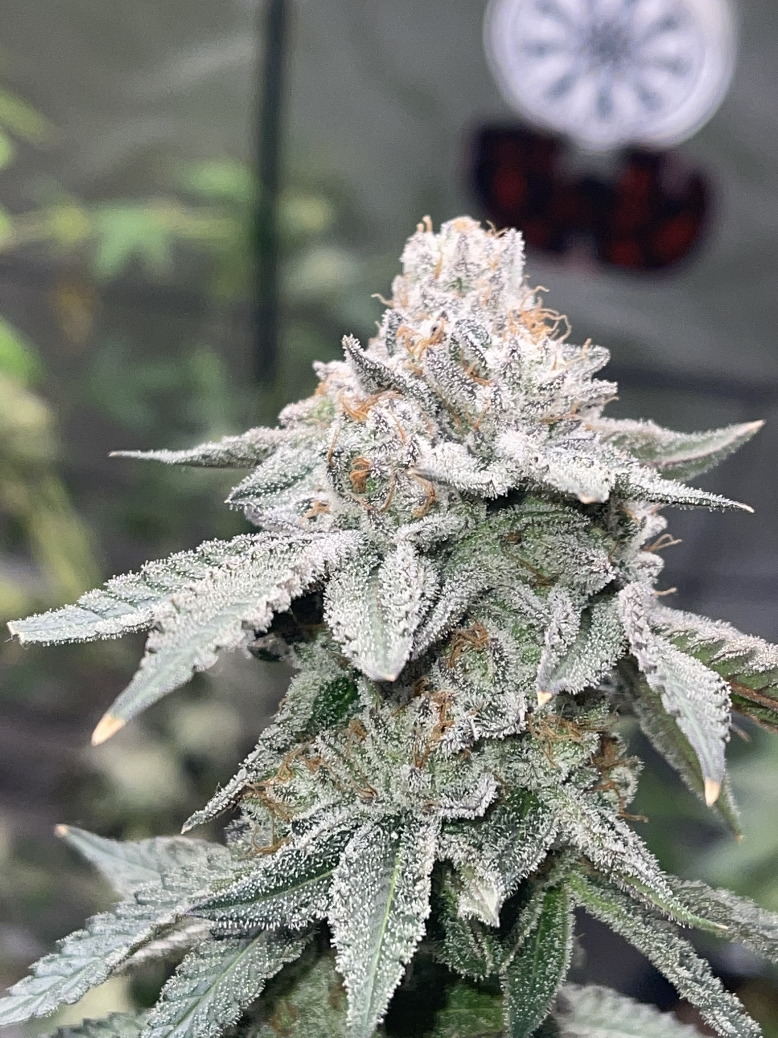 An image of Mardi Gras OG V2