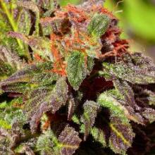 An image of Drive-By Kush