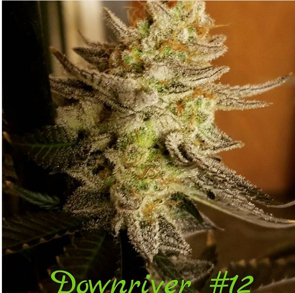 An image of Downriver #12