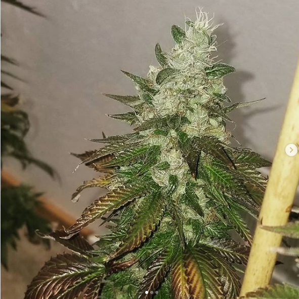 An image of Popsicle