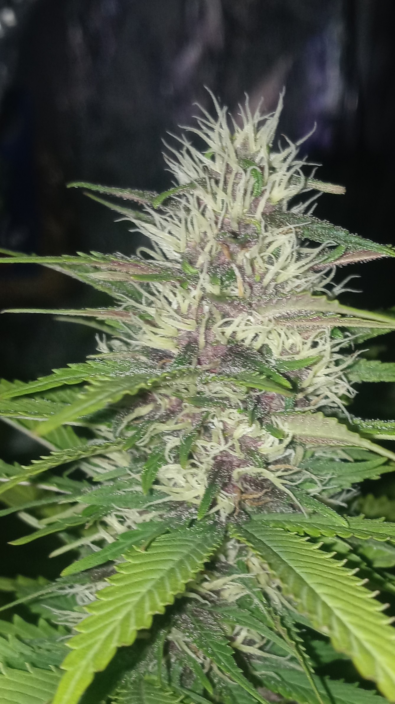 An image of Ricks Potion #9