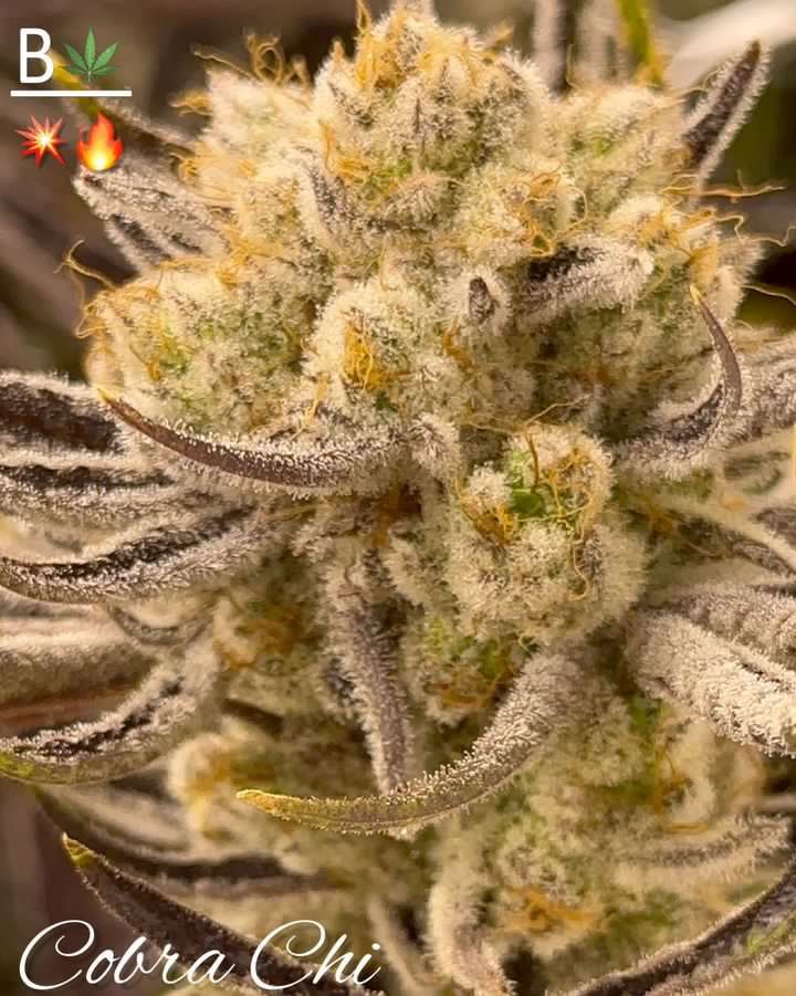 An image of Cobra Chi