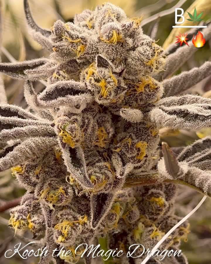 An image of Koosh the Magic Dragon