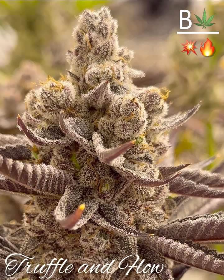 An image of Truffle n Flow