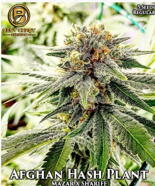 An image of Afghan Hash Plant