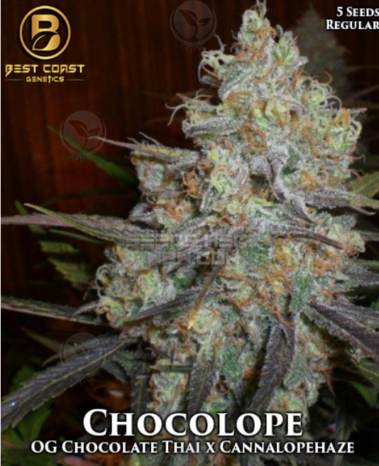 An image of Chocolope