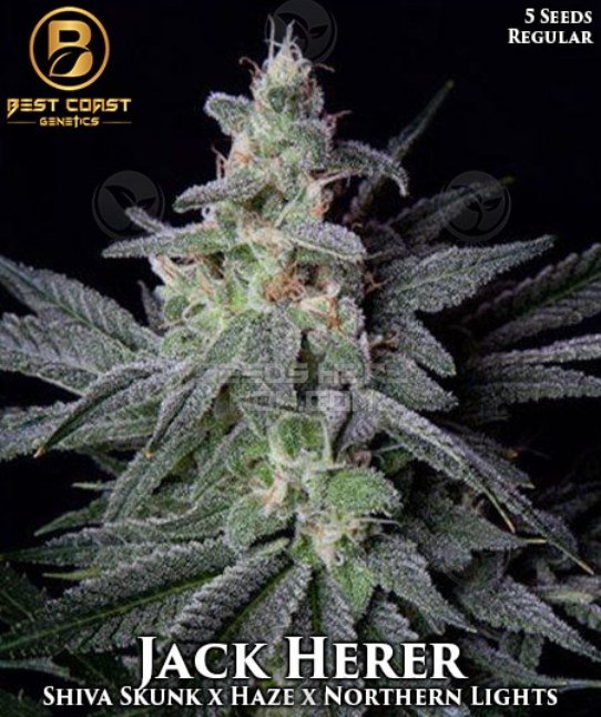 An image of Jack Herer