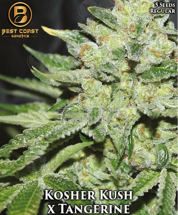 An image of Kosher Kush x Tangerine