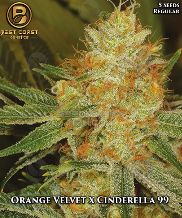 An image of Orange Velvet x Cinderella 99