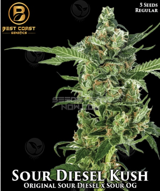 An image of Sour Diesel Kush