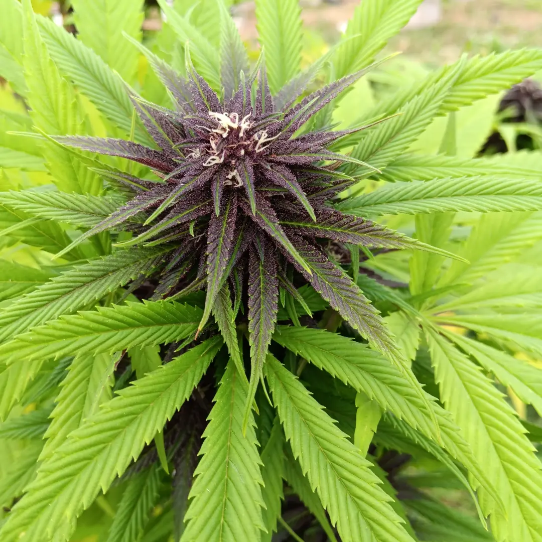 An image of Purple Pono