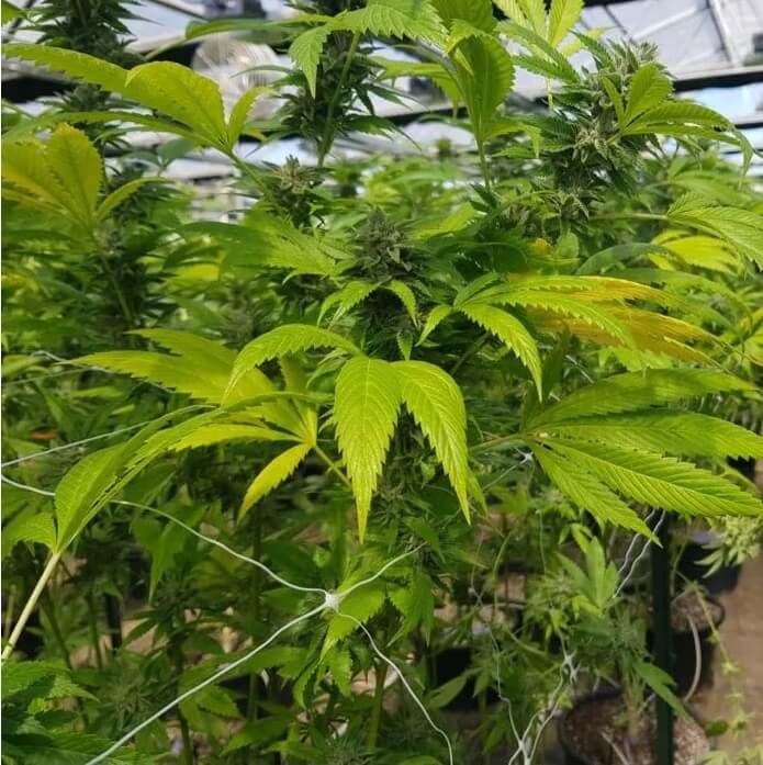 An image of CBD Cheese