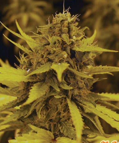 An image of Cheese Dawg