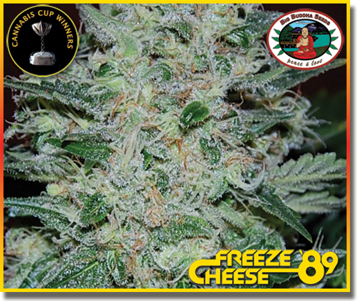 An image of Freeze Cheese '89
