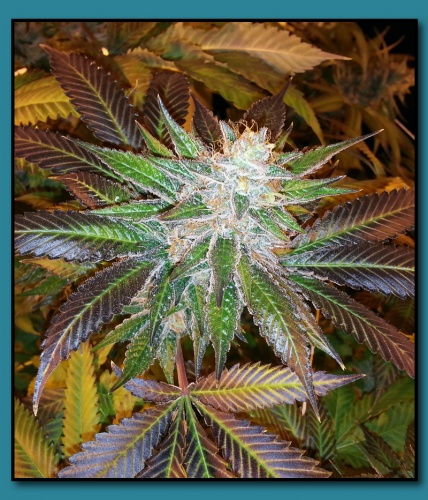 An image of Lemon Larry Lavender (Short)