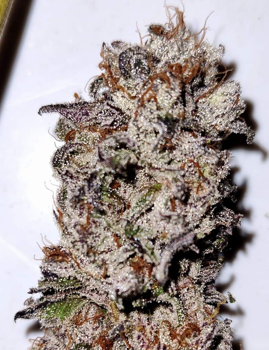 An image of Truffle Affair