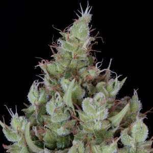 An image of Chemdawg #4