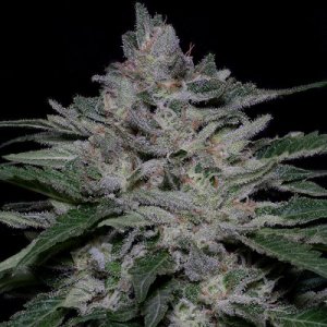 An image of Fire OG Kush