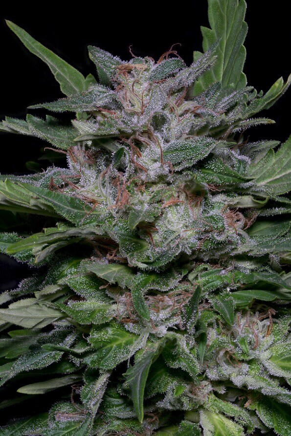 An image of Strawberry Banana