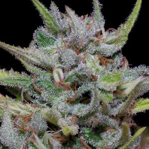 An image of White Fire OG Kush