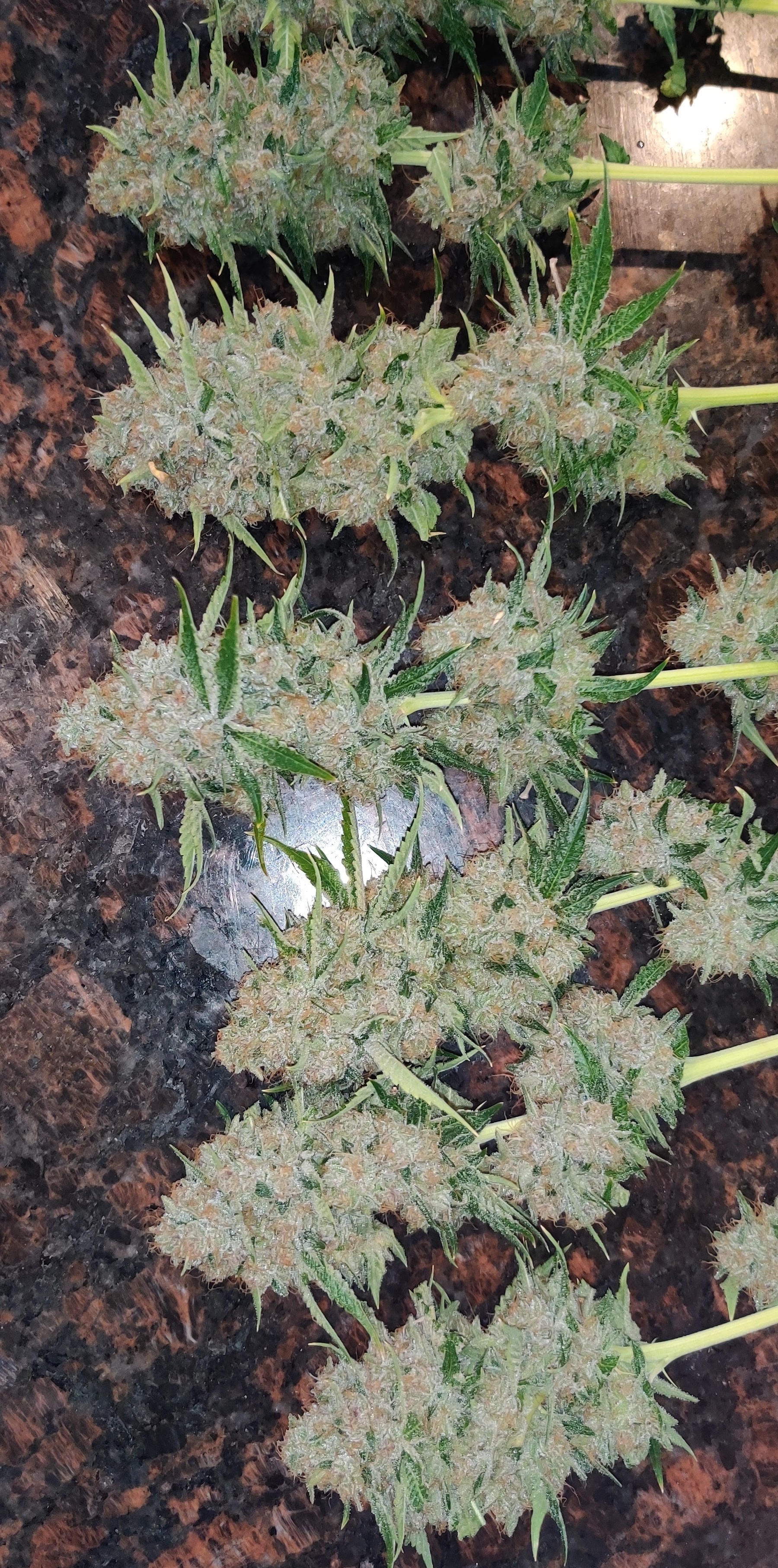 An image of Hurricane Kush